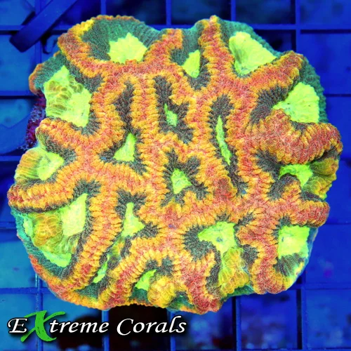 4x4 FAVIA CORAL - ULTRA GRADE ULTRA COLORED CRAZY REVERSE PRISM FAVIA CORAL