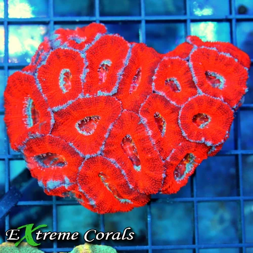 4x3.5 ACANTHASTREA LORDHOWENSIS - BAD TO THE BONE NEON RED ACANTHASTREA LORDHOWENSIS