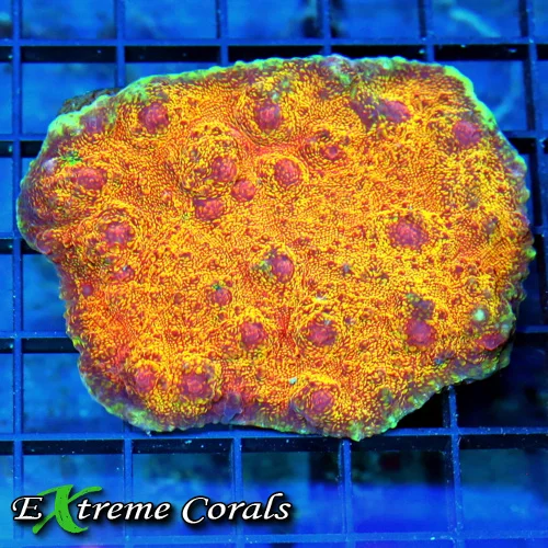 3.5x3 CHALICE CORAL - HANDPICKED BY SCOTT ULTRA FIRE CHALICE CORAL