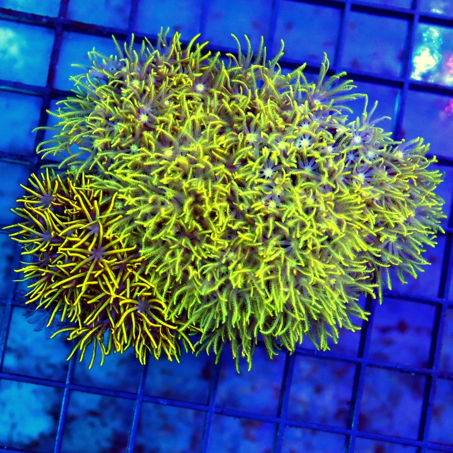 4x3 GREEN STAR POLYPS - WE NEVER GET THESE RARELY IMPORTED GREEN STAR POLYPS