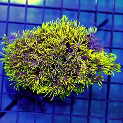 4x3 GREEN STAR POLYPS - WE NEVER GET THESE RARELY IMPORTED GREEN STAR POLYPS