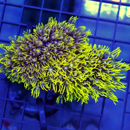 4x3.5 METALLIC GREEN STAR POLYPS CORAL - WE RARELY GET THESE METALLIC GREEN STAR POLYPS