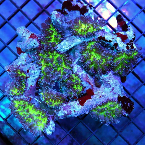 5.5x5.5 XL HAIRY MUSHROOM CORAL - EXTRA LARGE GREEN HAIRY MUSHROOM CORAL COLONY