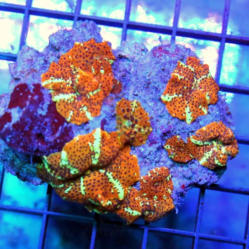 4x3.5 DISCOSOMA MUSHROOM COLONY - GOLDEN DRAGON COLLECTOR'S ITEM ULTRA COLORED DISCOSOMA MUSHROOM