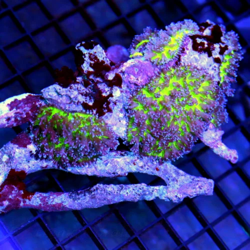 6x4.5 HAIRY MUSHROOM CORAL - GREEN HAIRY MUSHOOM CORAL COLONY ROCK