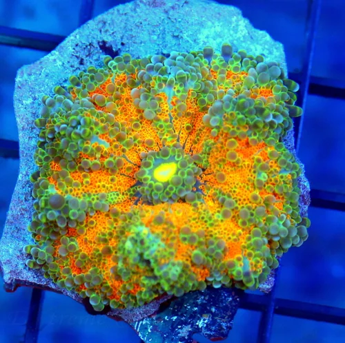 3 RICORDIA YUMA CORAL - SOLOMON ISLANDS ULTRA GRADE RICORDIA YUMA CORAL