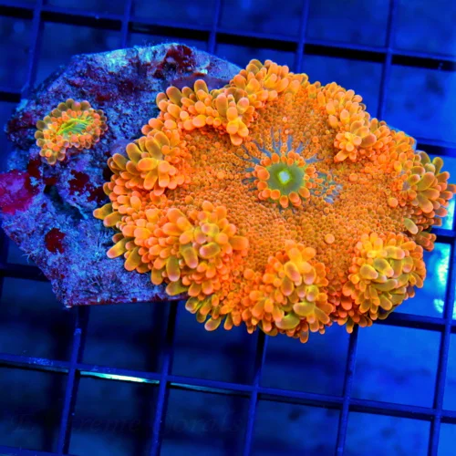 3.5 RICORDIA YUMA CORAL - SOLOMON ISLANDS ULTRA GRADE RICORDIA YUMA CORAL