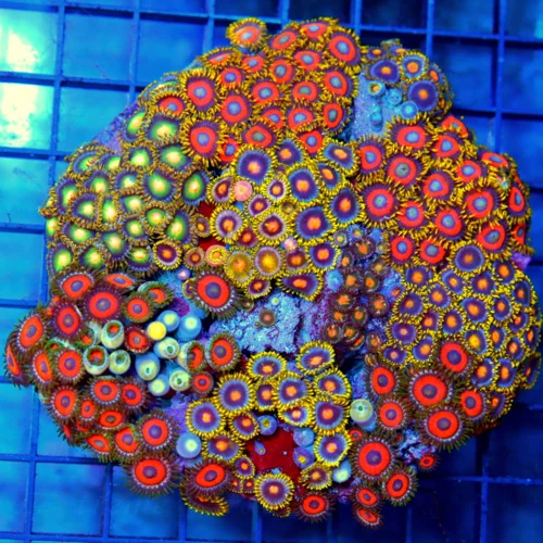 4.5x4.5 COMBO ZOANTHIDS - HANDPICKED BY SCOTT HAPPY FAMILY COMBO ZOANTHID COLONY