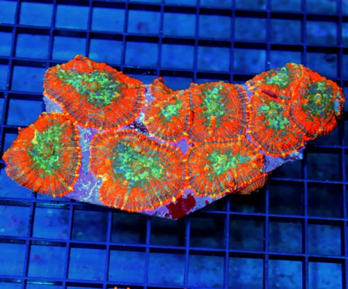 5.5x3.5 RHODACTIS MUSHROOM CORAL - ULTRA ULTRA GRADE SHOWPIECE FULLY COVERED RHODACTIS