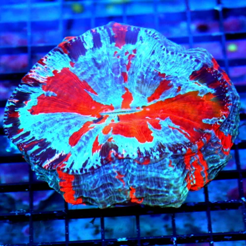 7x7 ACANTHOPHYLLIA CORAL - HANDPICKED BY SCOTT ULTRA GRADE ULTRA COLORED ACANTHOPHYLLIA CORAL