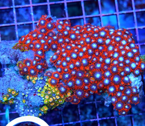 6x4.5 COMBO ZOANTHIDS - HANDPICKED BY SCOTT HAPPY FAMILY COMBO ZOANTHID COLONY