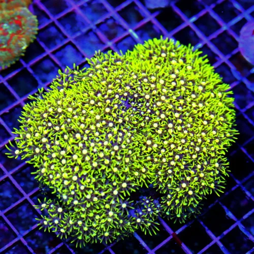 6.5x4.5 GREEN STAR POLYPS - WE NEVER GET THESE RARELY IMPORTED GREEN STAR POLYPS