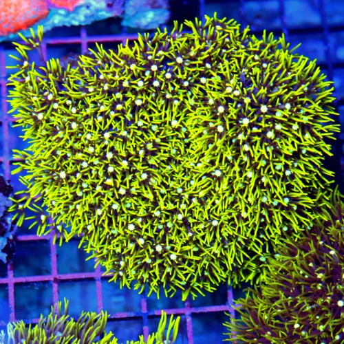 5x4.5 GREEN STAR POLYPS - WE NEVER GET THESE RARELY IMPORTED GREEN STAR POLYPS