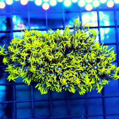 4.5x3 METALLIC GREEN STAR POLYPS CORAL - WE RARELY GET THESE METALLIC GREEN STAR POLYPS