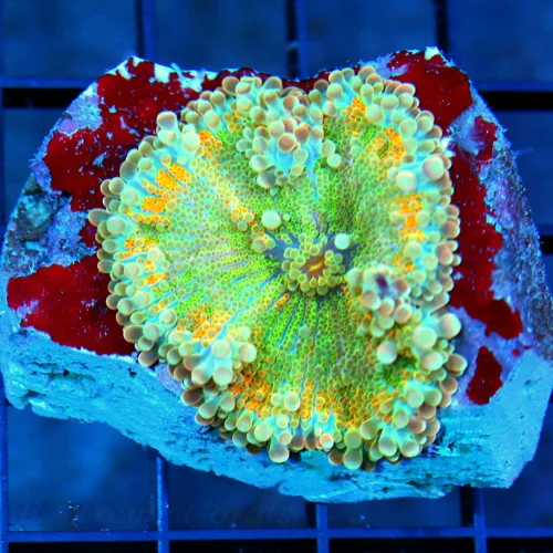 3 RICORDIA YUMA CORAL - SOLOMON ISLANDS ULTRA GRADE RICORDIA YUMA CORAL