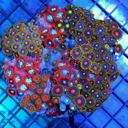 4.5x4.5 COMBO ZOANTHIDS - HANDPICKED BY SCOTT HAPPY FAMILY COMBO ZOANTHID COLONY