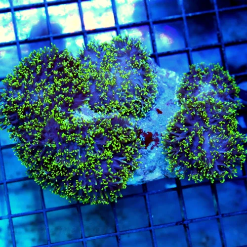 5.5x4 HAIRY MUSHROOM CORAL - EXTRA LARGE GREEN HAIRY MUSHROOM CORAL COLONY