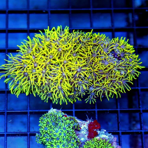 4.5x3 METALLIC GREEN STAR POLYPS CORAL - WE RARELY GET THESE METALLIC GREEN STAR POLYPS