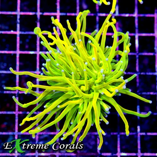 5x4.5 TORCH CORAL - INDO ULTRA GRADE ULTRA COLORED HOLY GRIAL TORCH CORAL