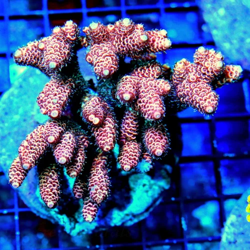 4x4 ACROPORA CORAL - ARRIVE ALIVE GAURANTEE - OUT OF THIS WORLD SUPER NEON PINK MILLIPORA/ACROPORA