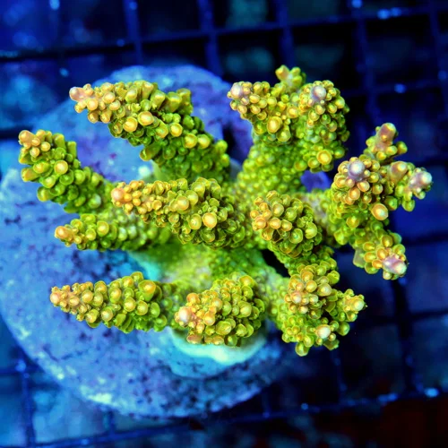 4x4 ACROPORA CORAL - ARRIVE ALIVE GAURANTEE - OUTSTANDING VERY VERY RARE YELLOW TENIS REEF RAFT ACRO