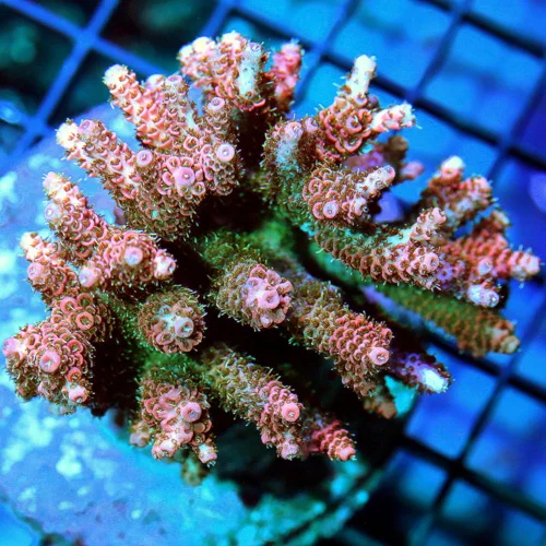 4x4 ACROPORA CORAL - ARRIVE ALIVE GAURANTEE - RARE REEF RAFT PINK AND BLUE ACROPORA