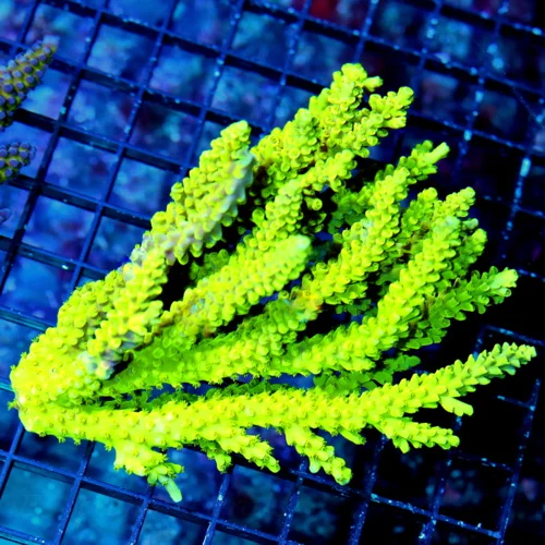 6x5 ACROPORA CORAL - ARRIVE ALIVE GAURANTEE - GLOW IN THE DARK NEON YELLOW AUSSIE ACROPORA