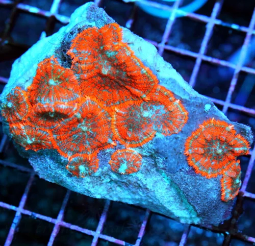 5x4 RHODACTIS MUSHROOM CORAL - ULTRA COLORED ORANGE AND NEON PURPLE RHODACTIS MUSHROOM CORAL