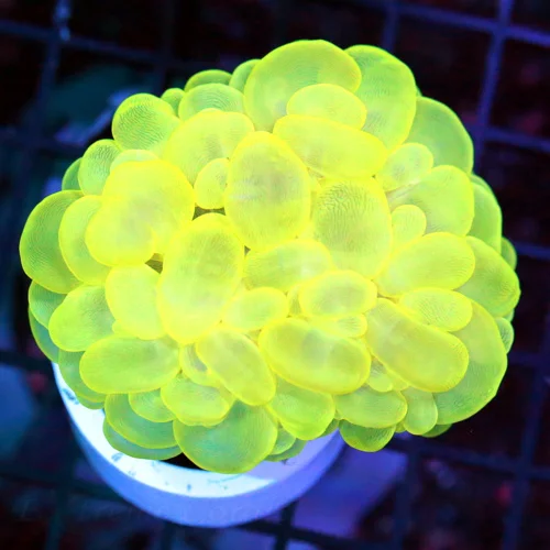 4x3 BUBBLE CORAL - SUPER LEMON LIME YELLOW BUBBLE CORAL