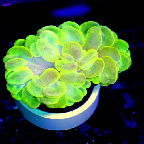 4.5x4 BUBBLE CORAL - SUPER LEMON LIME YELLOW BUBBLE CORAL