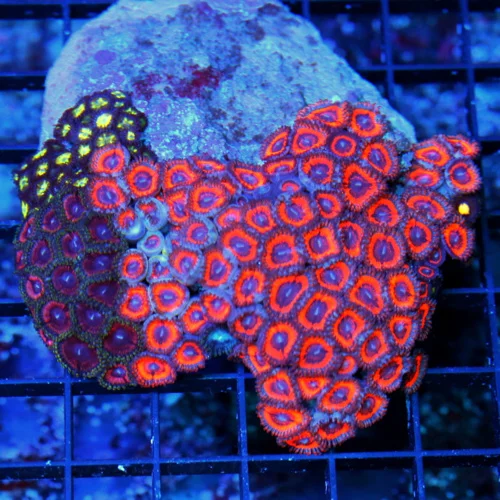 4.5x4.5 COMBO ZOANTHIDS - ULTRA COLORED ULTRA GRADE COMBO INDO ZOANTHIDS