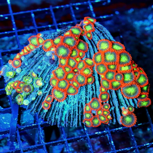 5x4 AUSSIE ZOANTHIDS - ULTRA COLORED VERY HARD TO GET AUSSIE ACROPORA