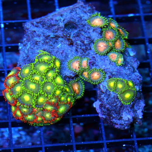 4x4 AUSSIE ZOANTHIDS - VERY VERY RARE COLORS ON HARD TO GET AUSSIE ZOANTHID CORAL COLONY