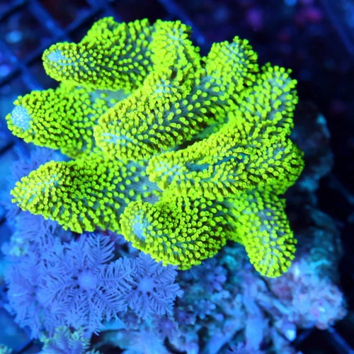 5x4.5 CROWN LEATHER w/CLOVE POLYPS - SUPER NEON GREEN PURPLE BASED LEATHER WITH CLOVE POLYPS