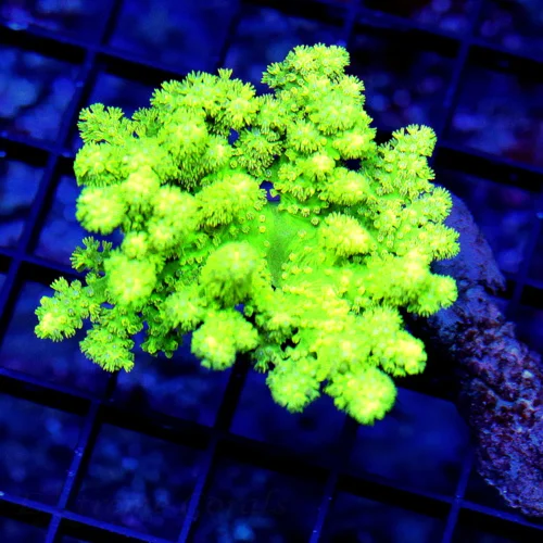 4x3 SINULARIA LEATHER - SUPER ULTRA ULTRA NEON GREEN AUSSIE SINULAIRA LEATHER CORAL