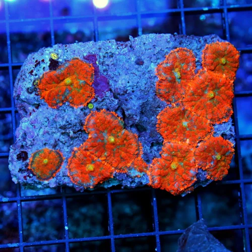 4.5x4 RHODACTIS MUSHROOM - ULTRA ULTRA ORANGE FULLY COVERED RHODACTIS MUSHROOM ROCK