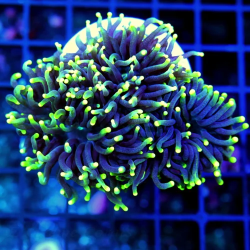 4.5x4 TORCH CORAL - ULTRA COLORED ULTRA GRADE BLACKLIGHT TORCH