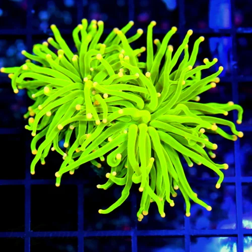 3.5x3.5 TORCH CORAL - ULTRA COLORED VERY VERY RARE ORANGE TIPPED TORCH CORAL