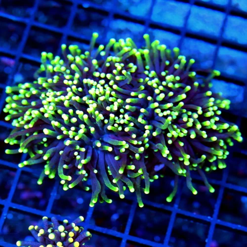 5x4.5 TORCH CORAL - ULTRA GRADE ULTRA COLORED BLACKLIGHT TORCH CORAL