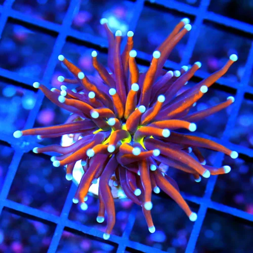 2x2  TORCH CORAL - ULTRA GRADE HANDPICKED SHOW PIECE TIGER/NY KNIX HYBRID TORCH CORAL