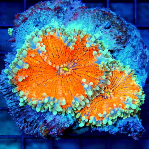 4x4 RICORDIA YUMA MUSHROOM -SCREAMING NEON ORANGE ULTRA SHOWPIECE SOLOMON ISLAND DUAL POLYP