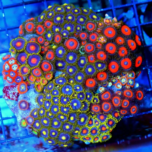 4.5x4.5 COMBO ZOANTHIDS - HANDPICKED BY SCOTT HAPPY FAMILY COMBO ZOANTHID COLONY