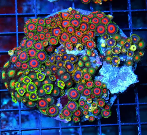 4.5x4.5 COMBO ZOANTHIDS - HANDPICKED BY SCOTT HAPPY FAMILY COMBO ZOANTHID COLONY