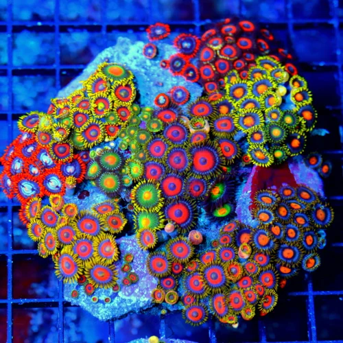 4.5x4.5 COMBO ZOANTHIDS - HANDPICKED BY SCOTT HAPPY FAMILY COMBO ZOANTHID COLONY