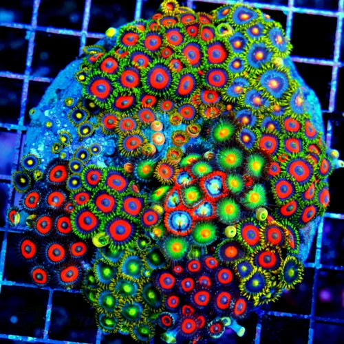 4.5x4.5 COMBO ZOANTHIDS - HANDPICKED BY SCOTT HAPPY FAMILY COMBO ZOANTHID COLONY