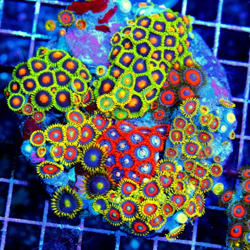 4.5x4.5 COMBO ZOANTHIDS - HANDPICKED BY SCOTT HAPPY FAMILY COMBO ZOANTHID COLONY