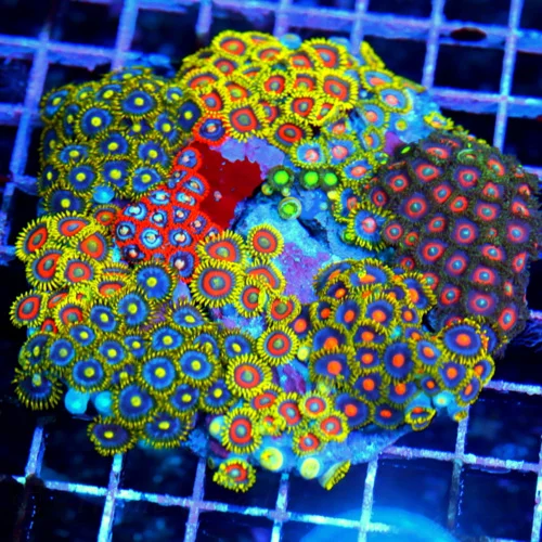 4.5x4.5 COMBO ZOANTHIDS - HANDPICKED BY SCOTT HAPPY FAMILY COMBO ZOANTHID COLONY