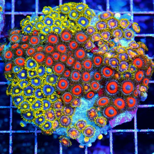 4.5x4.5 COMBO ZOANTHIDS - HANDPICKED BY SCOTT HAPPY FAMILY COMBO ZOANTHID COLONY