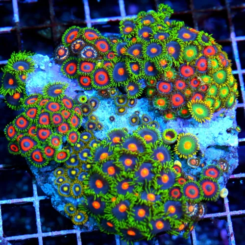 4.5x4.5 COMBO ZOANTHIDS - HANDPICKED BY SCOTT HAPPY FAMILY COMBO ZOANTHID COLONY