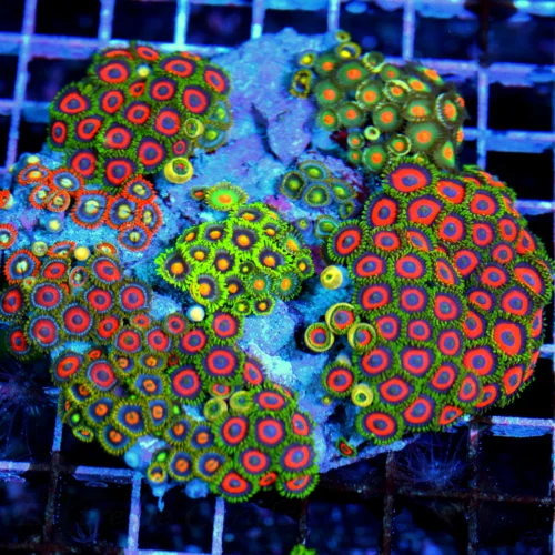 4.5x4.5 COMBO ZOANTHIDS - HANDPICKED BY SCOTT HAPPY FAMILY COMBO ZOANTHID COLONY